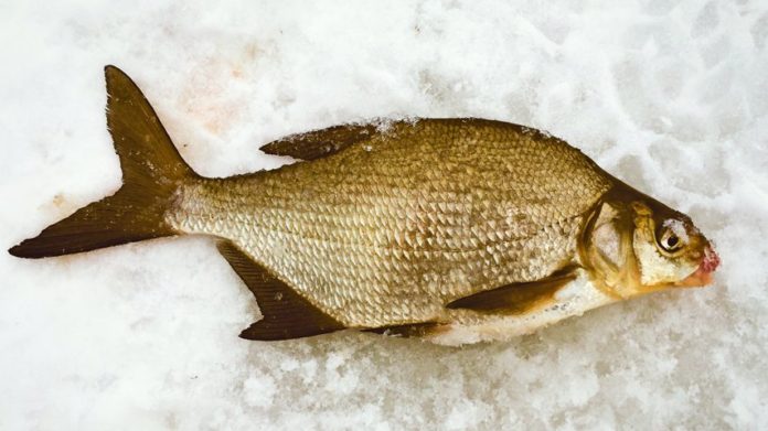 Как сварить пшено для рыбалки на леща зимой